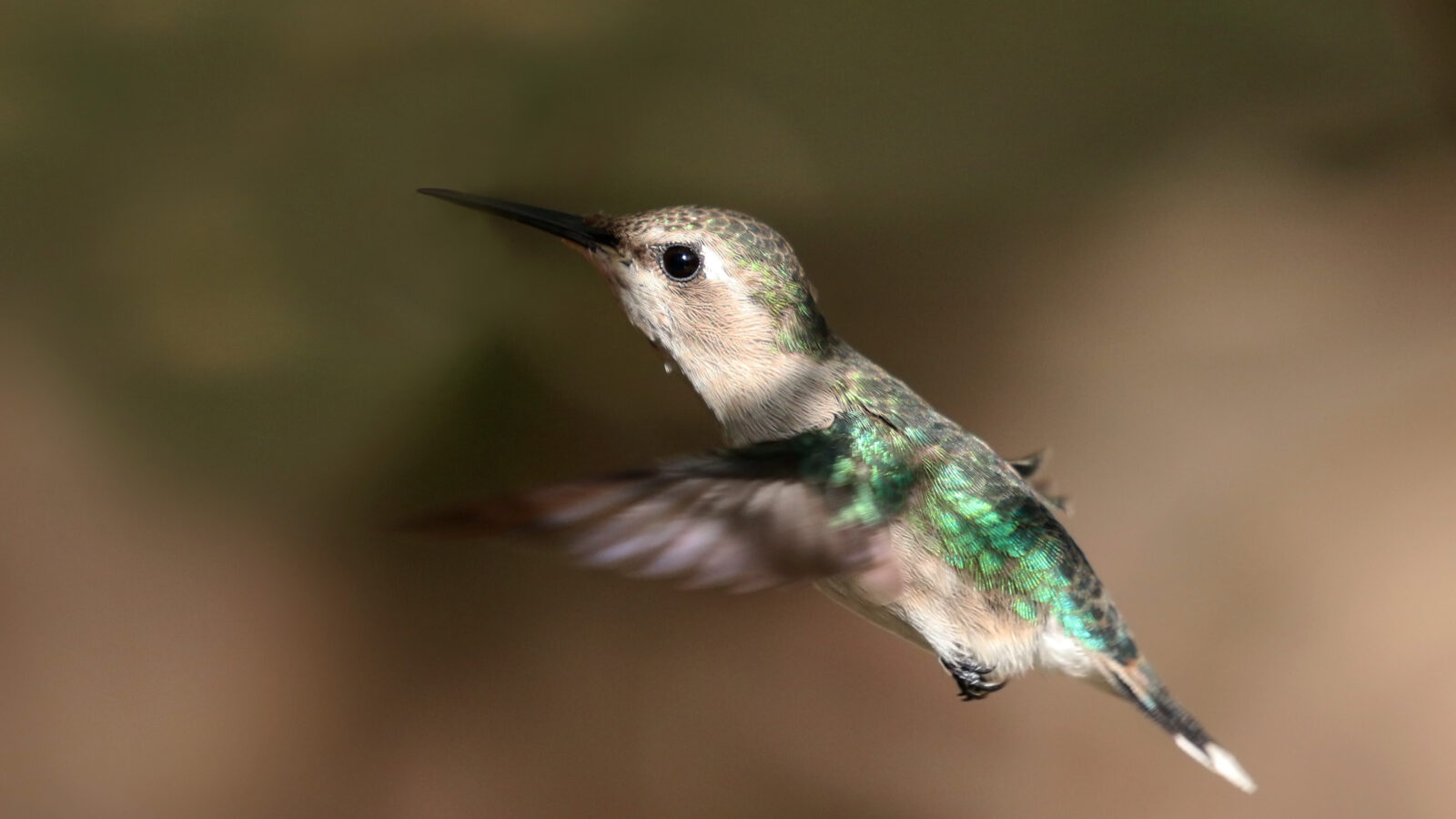 Bee Hummingbird