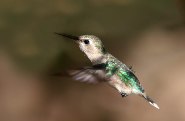 Bee Hummingbird