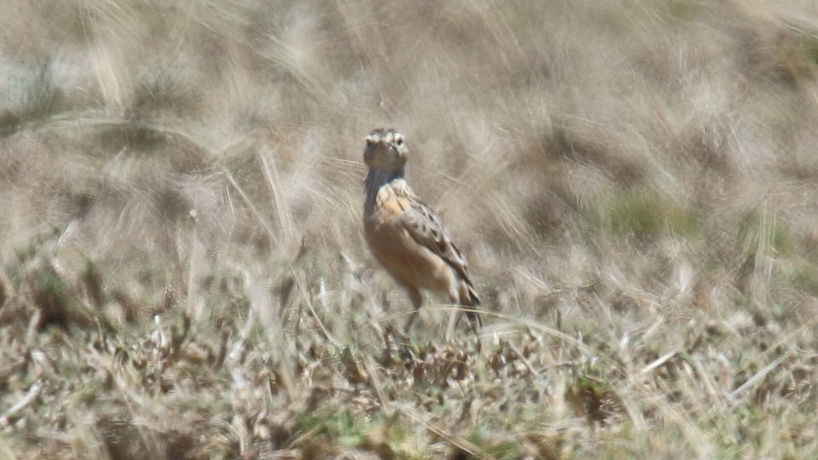 Beesley’s Lark