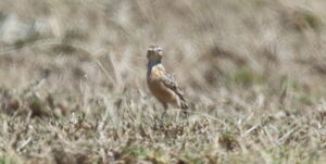 Beesley’s Lark