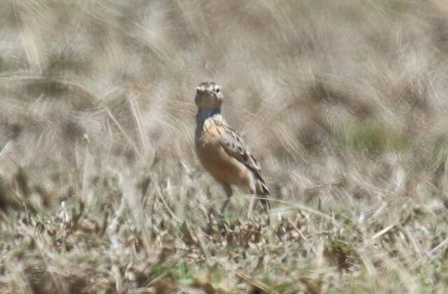 Beesley’s Lark