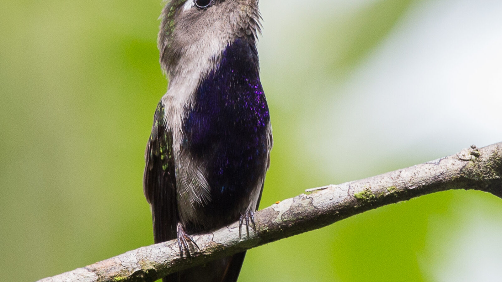 Green-crowned Plovercrest