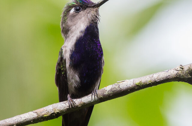 Green-crowned Plovercrest