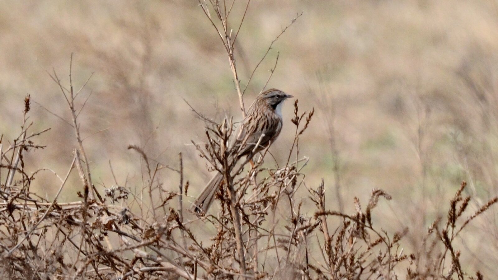 Beijing Babbler