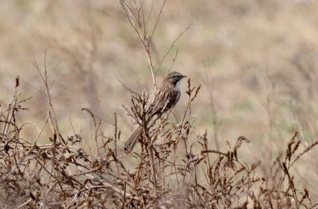Beijing Babbler