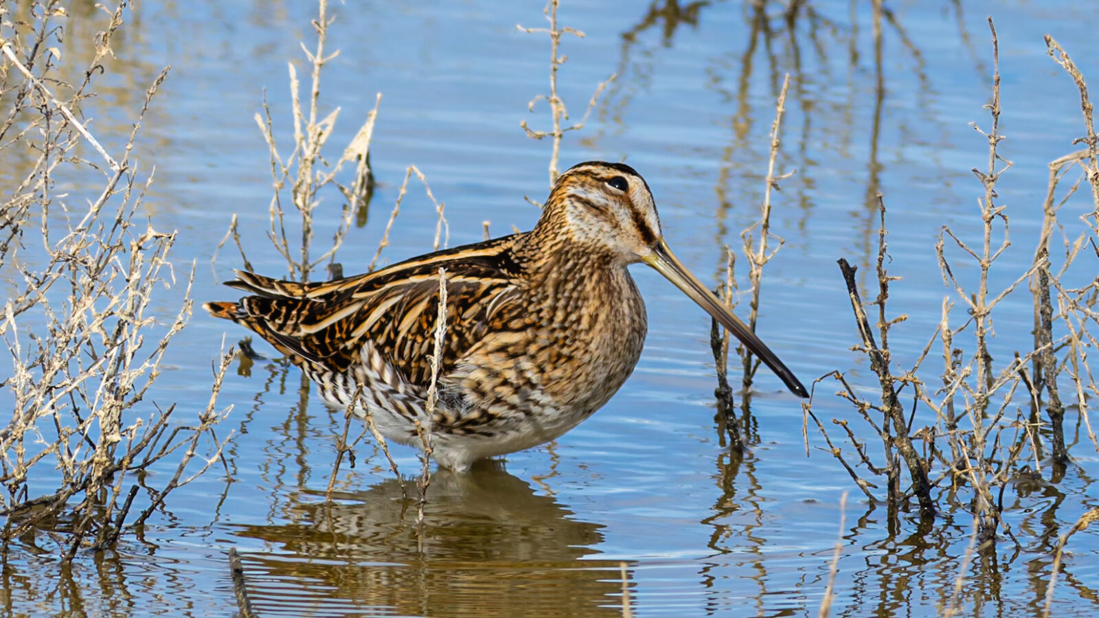 Common Snipe
