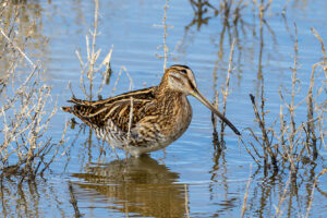 Common Snipe