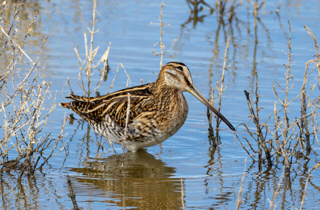 Common Snipe