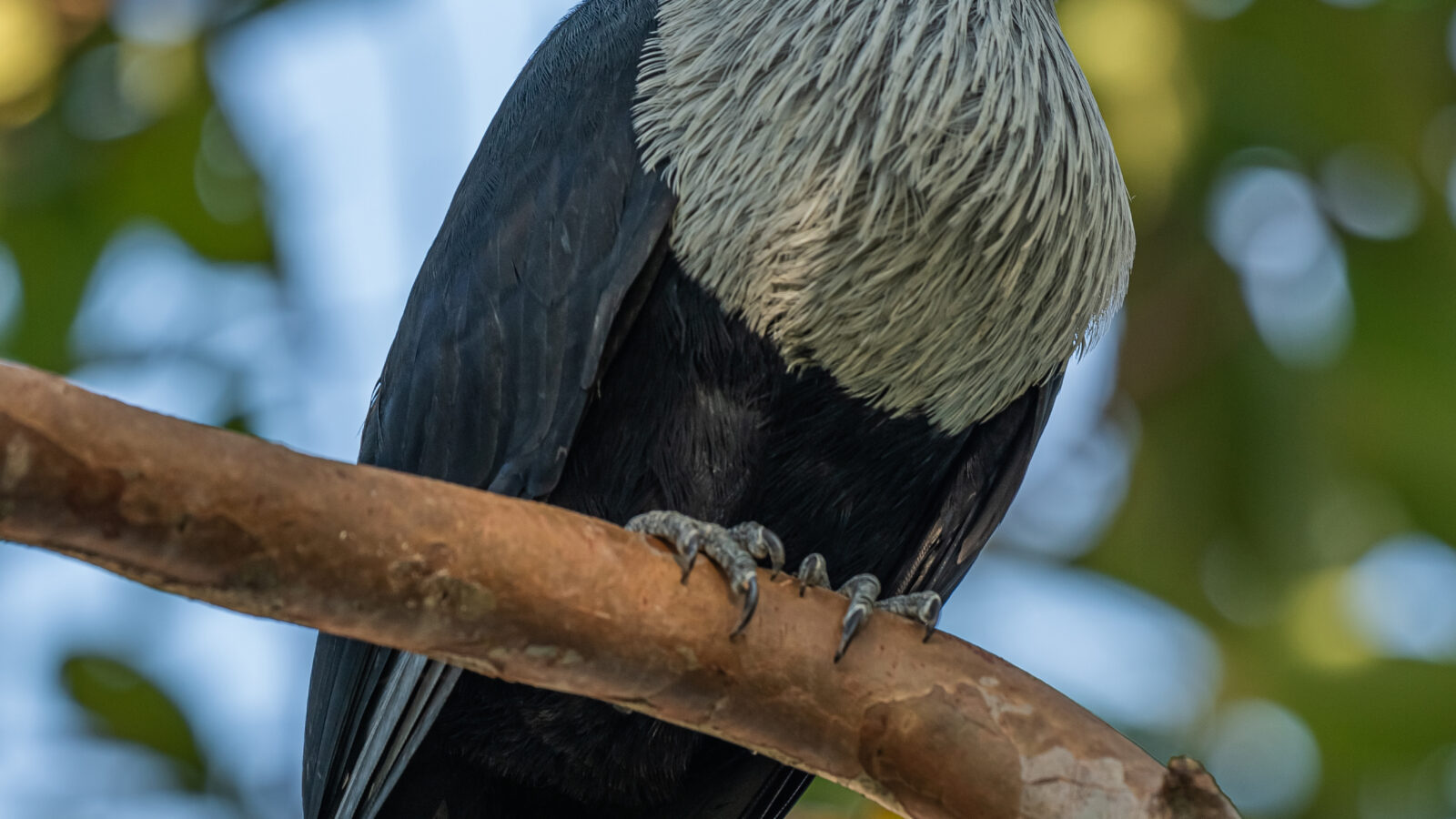 Seychelles Blue Pigeon