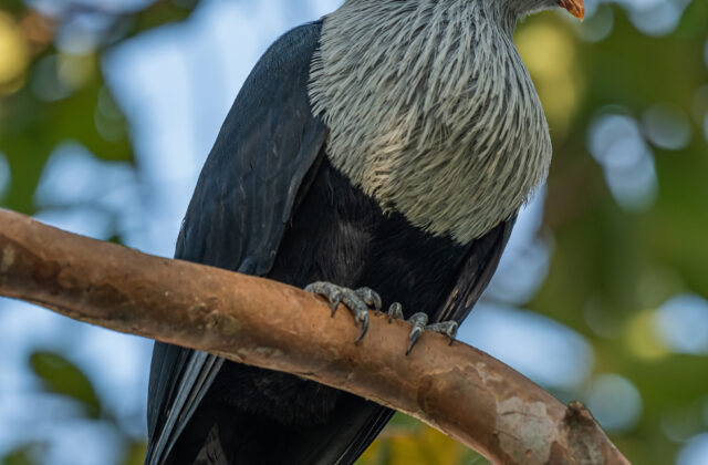 Seychelles Blue Pigeon