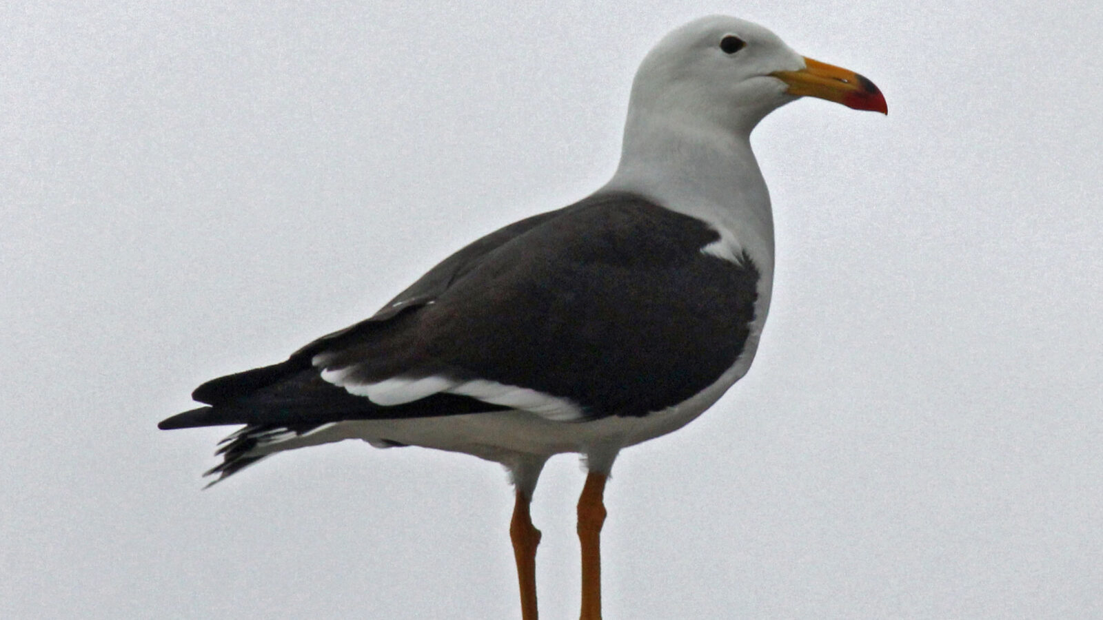 Belcher’s Gull