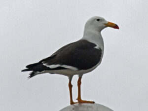 Belcher’s Gull