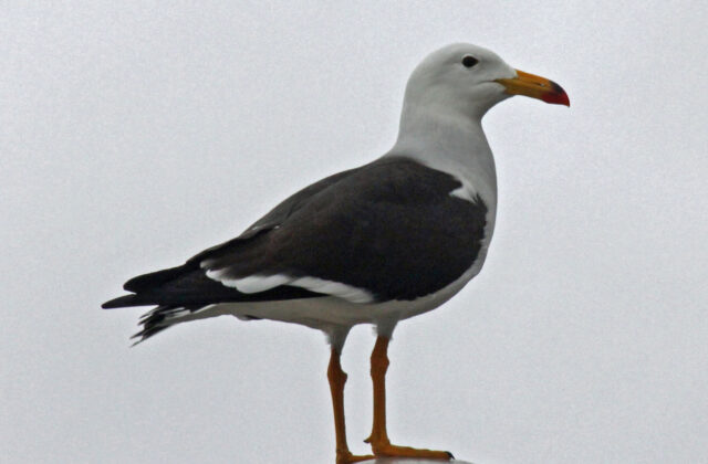 Belcher’s Gull