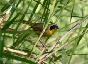 Belding’s Yellowthroat