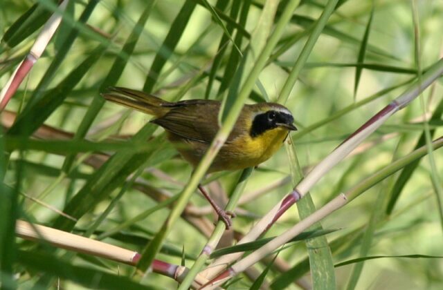 Belding’s Yellowthroat