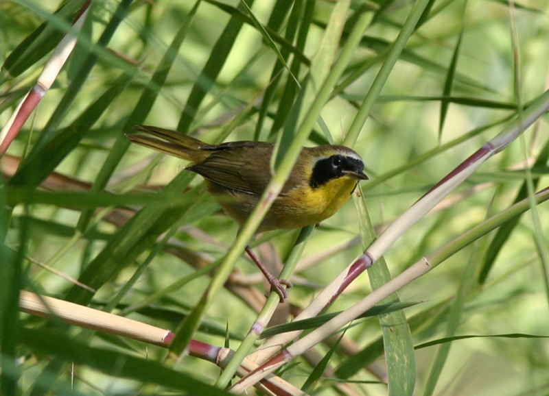 Belding’s Yellowthroat