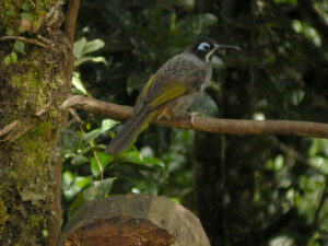 Belford’s Melidectes
