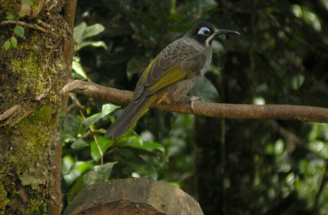 Belford’s Melidectes