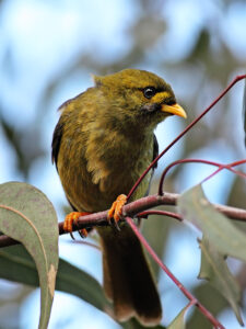 Bell Miner
