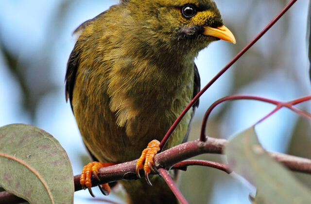Bell Miner