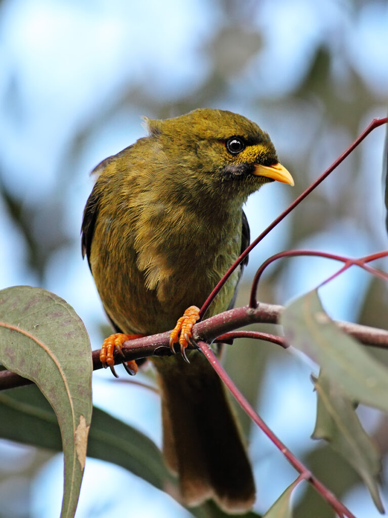 Bell Miner