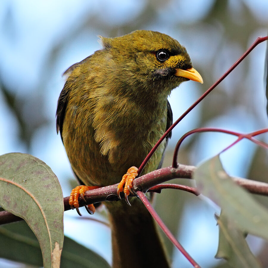 Bell Miner