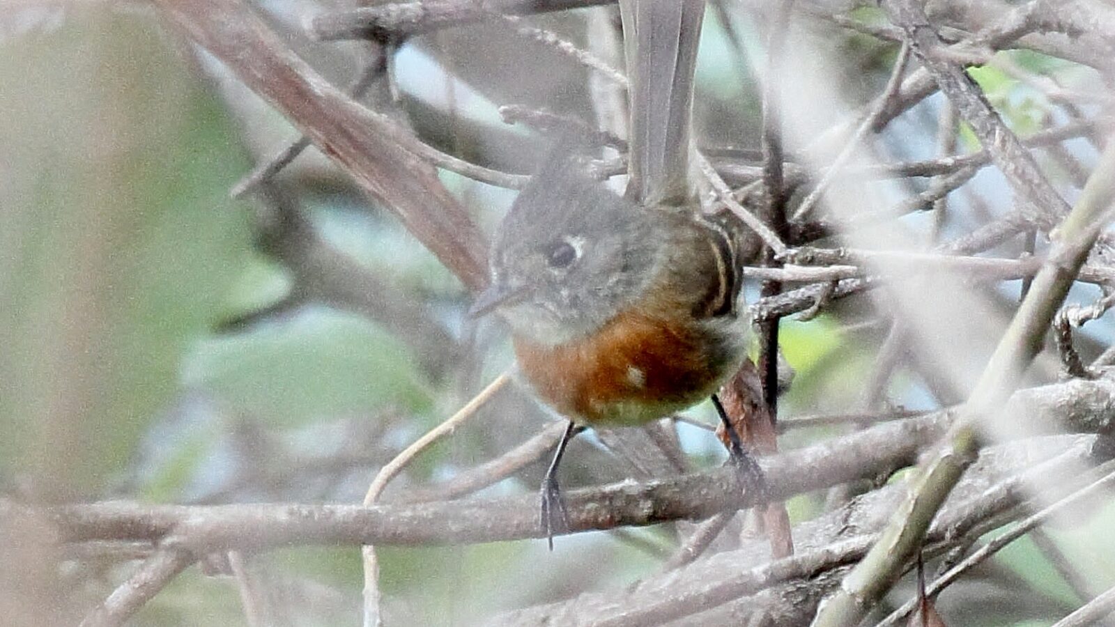 Belted Flycatcher
