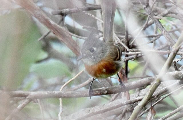 Belted Flycatcher