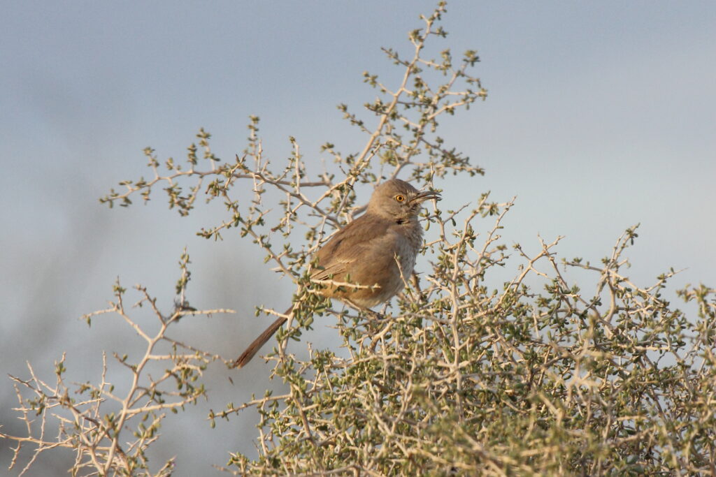 Bendire’s Thrasher