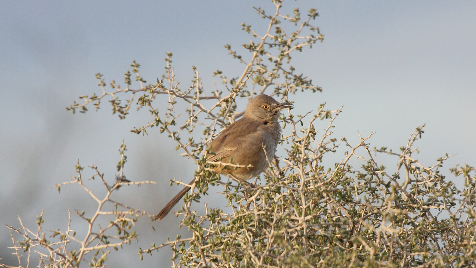 Bendire’s Thrasher