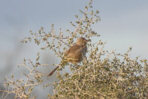 Bendire’s Thrasher