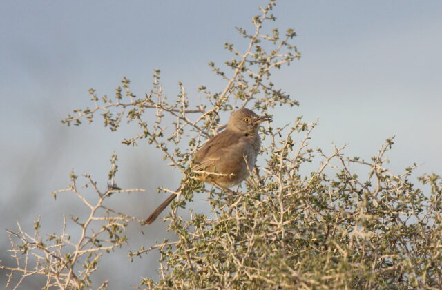 Bendire’s Thrasher