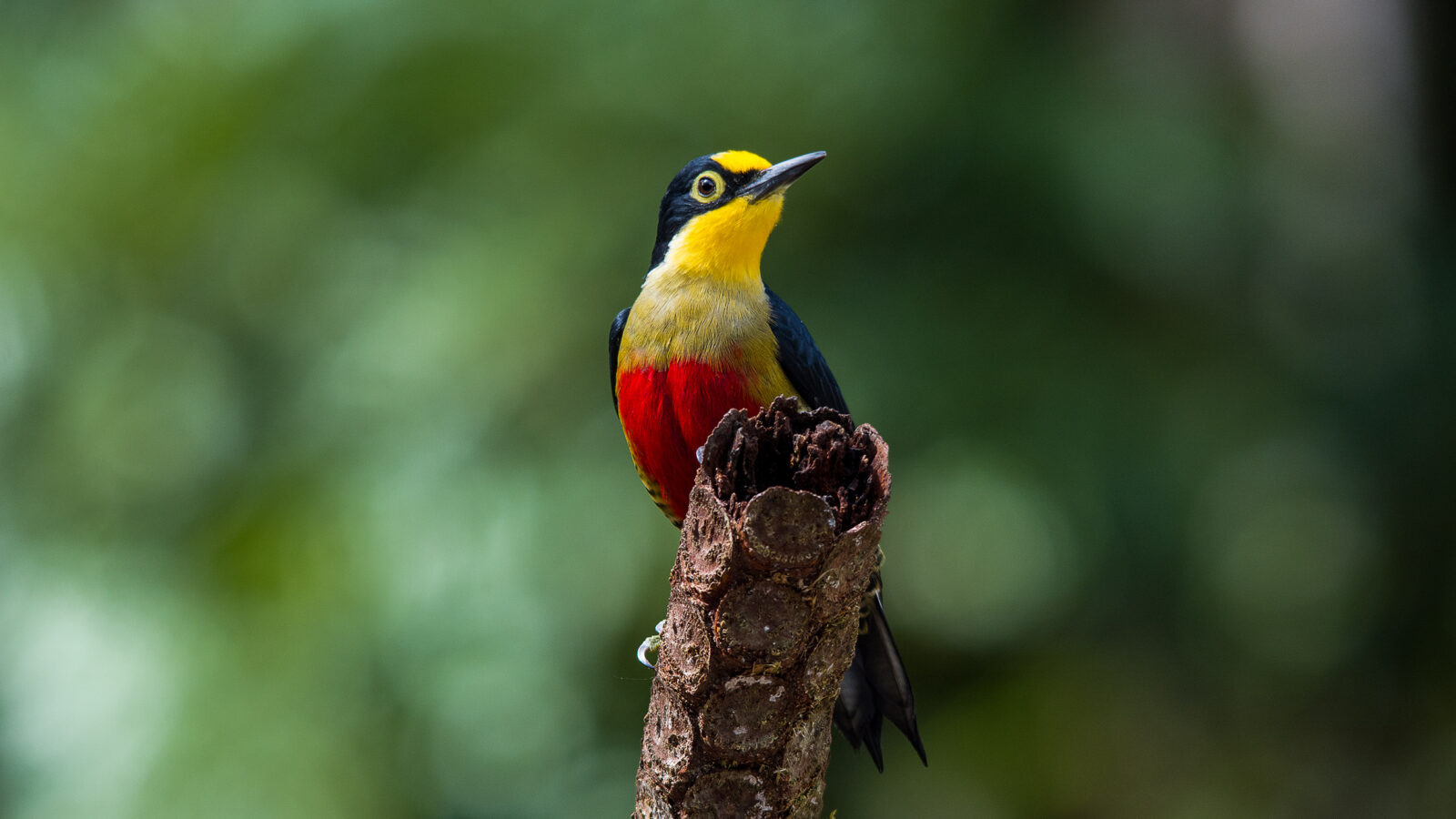 Yellow-fronted Woodpecker