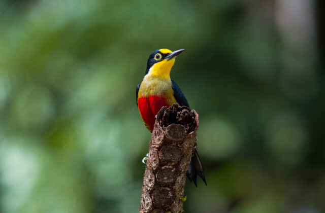 Yellow-fronted Woodpecker