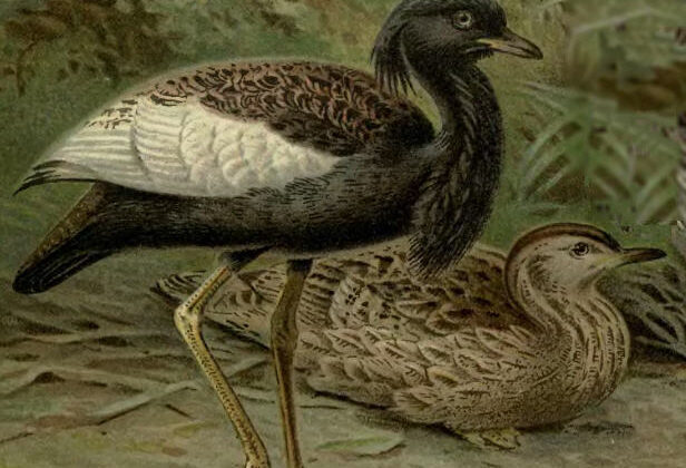 Bengal Florican