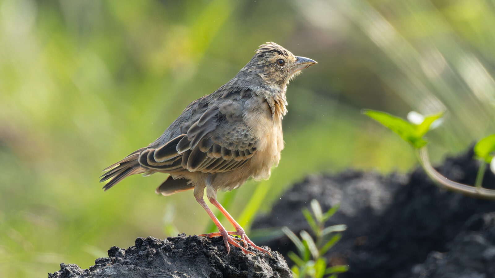 Bengal Bush Lark