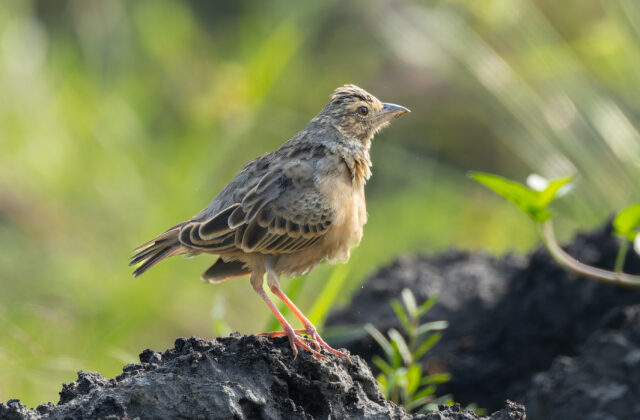 Bengal Bush Lark
