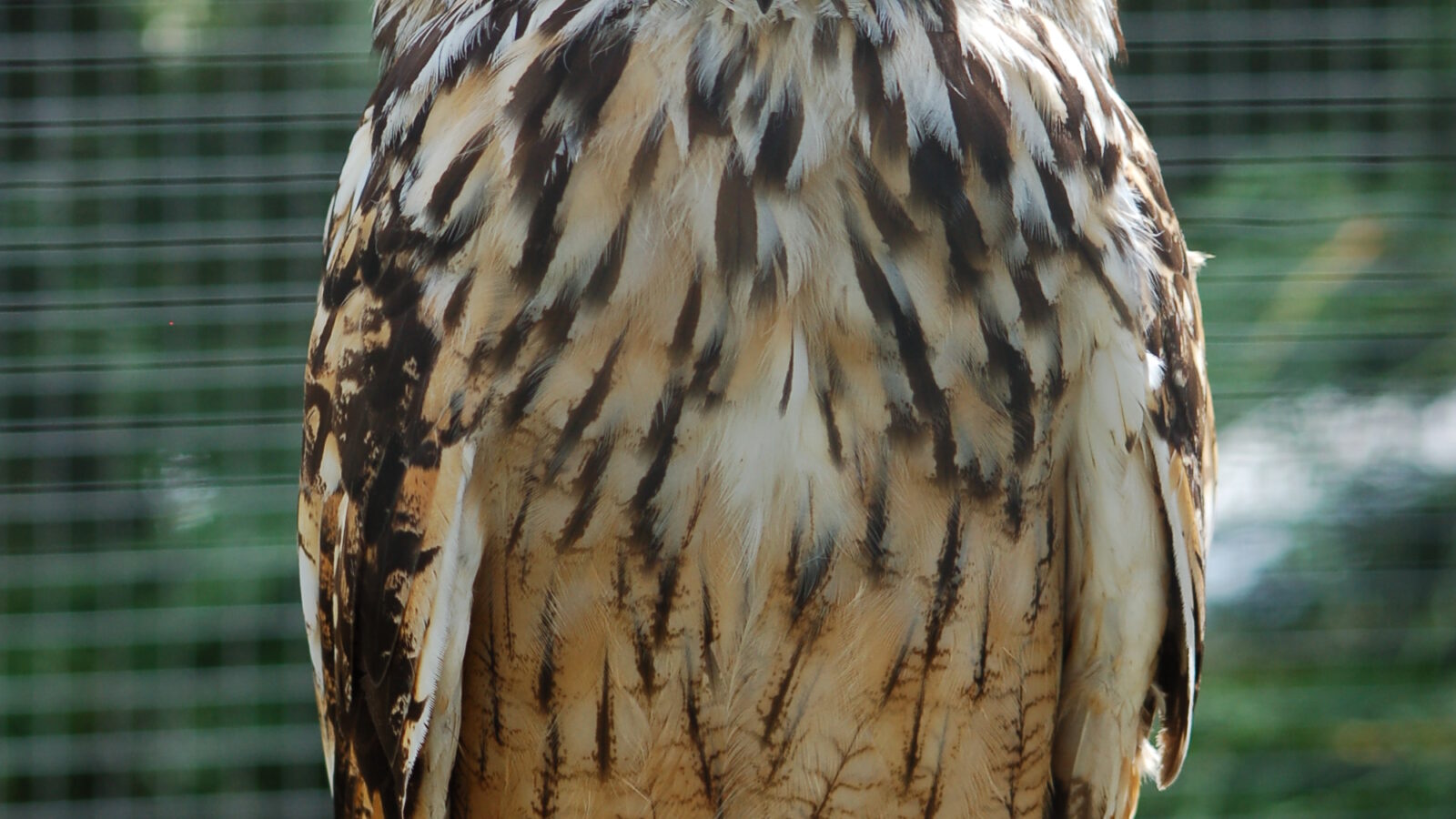 Indian Eagle-Owl
