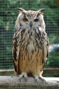 Indian Eagle-Owl