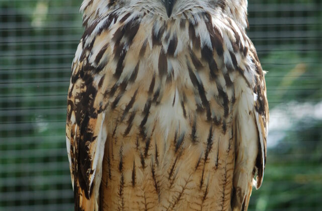 Indian Eagle-Owl