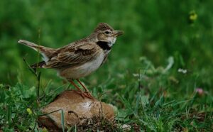 Calandra Lark