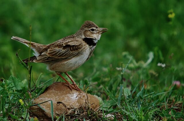 Calandra Lark