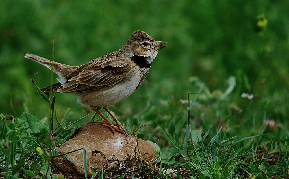 Calandra Lark