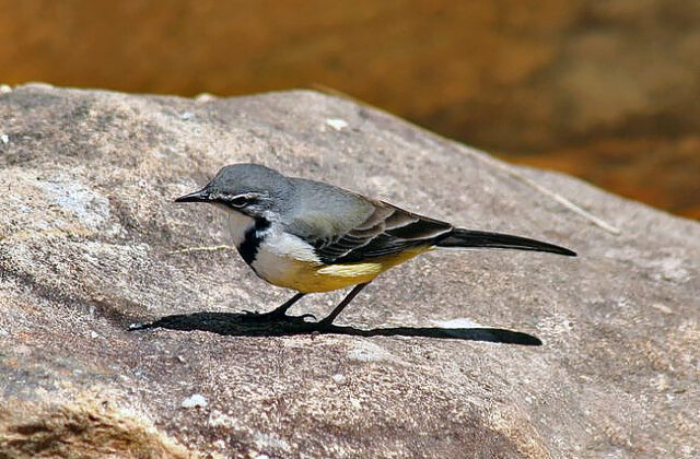 Madagascar Wagtail