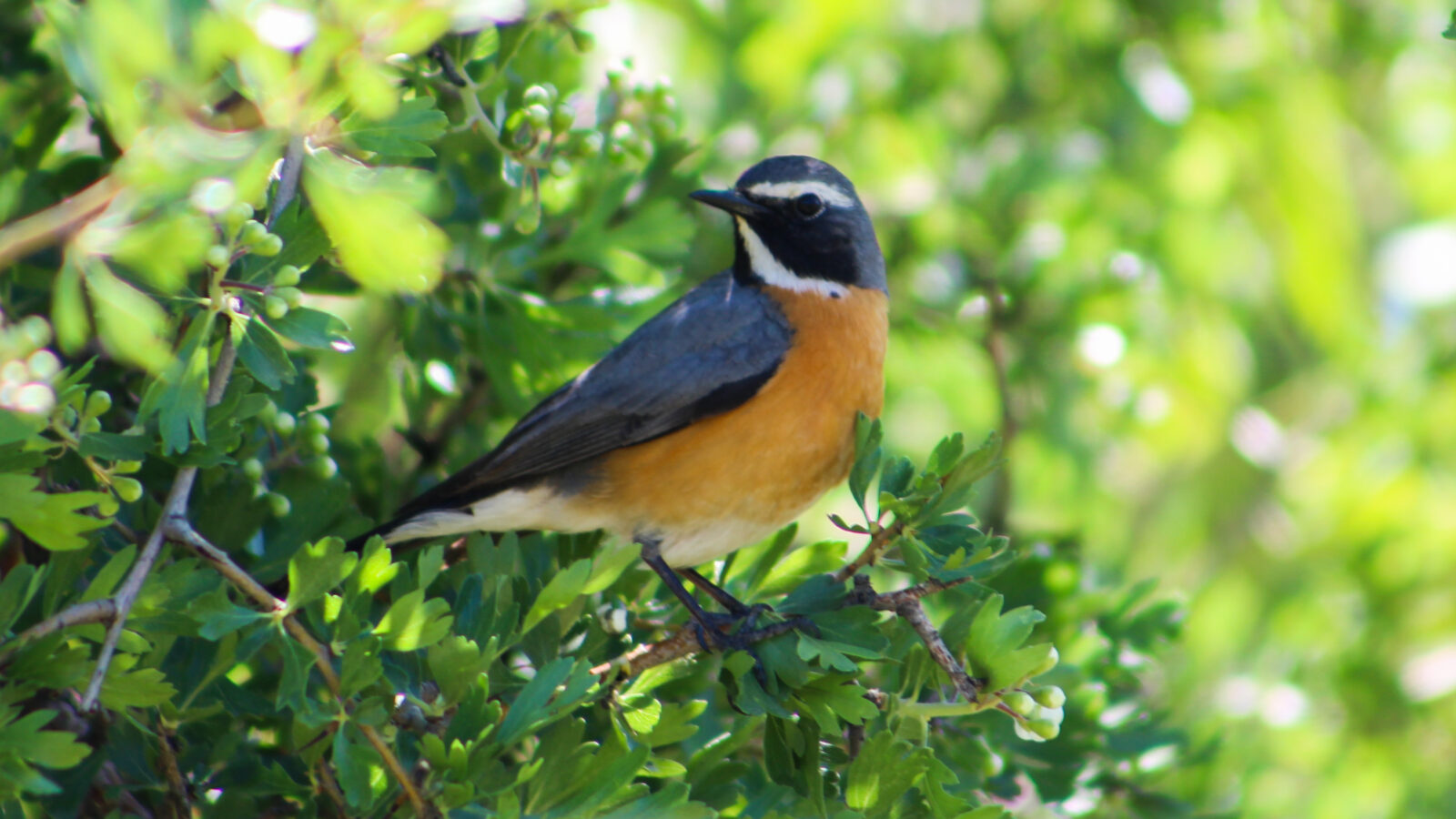 White-throated Robin