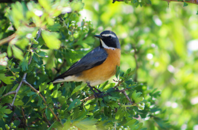 White-throated Robin