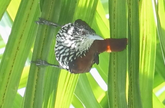 Point-tailed Palmcreeper