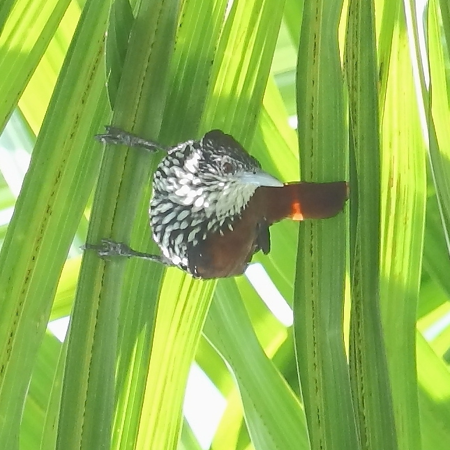 Point-tailed Palmcreeper