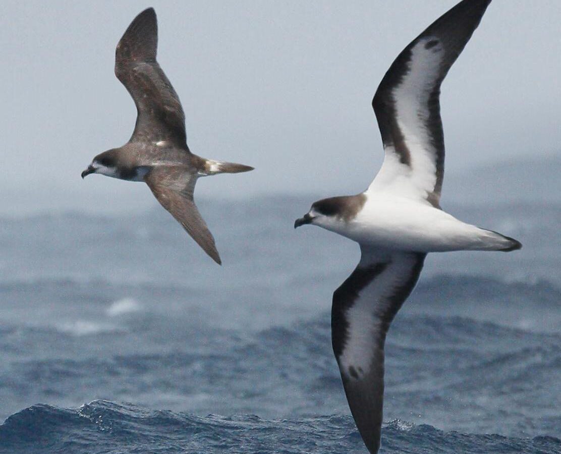 Bermuda Petrel
