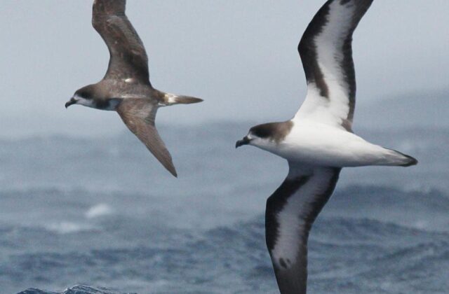 Bermuda Petrel